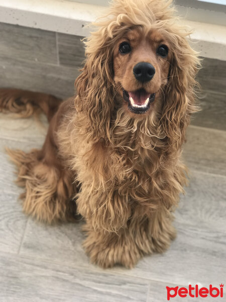 Amerikan Cocker Spaniel, Köpek  Ares fotoğrafı