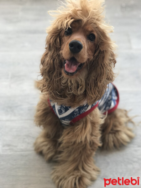 Amerikan Cocker Spaniel, Köpek  Ares fotoğrafı