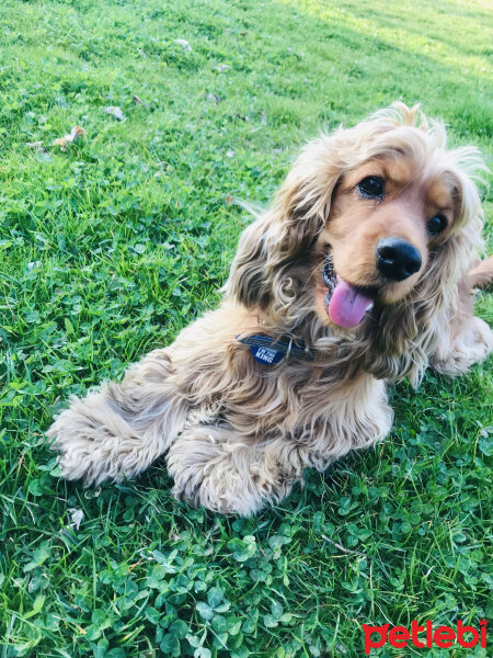 Amerikan Cocker Spaniel, Köpek  Ares fotoğrafı