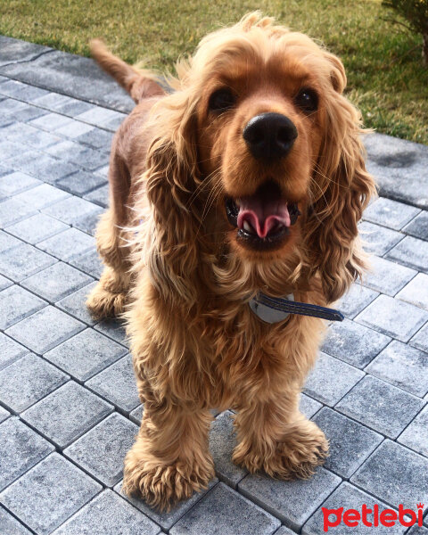 Amerikan Cocker Spaniel, Köpek  Ares fotoğrafı