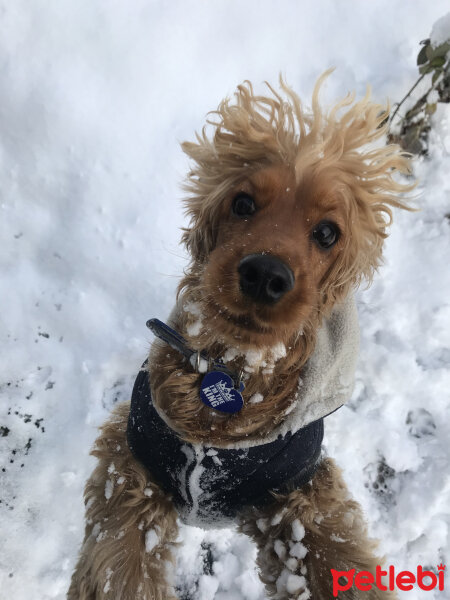 Amerikan Cocker Spaniel, Köpek  Ares fotoğrafı