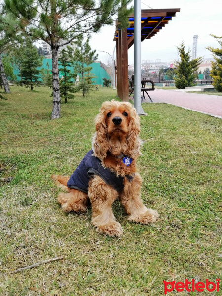 Amerikan Cocker Spaniel, Köpek  Ares fotoğrafı