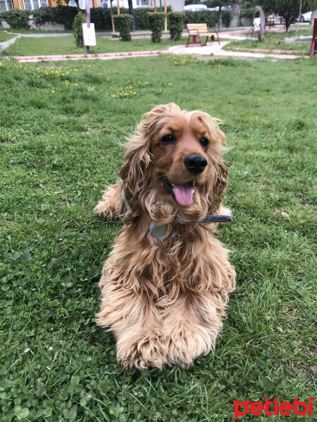 Amerikan Cocker Spaniel, Köpek  Ares fotoğrafı