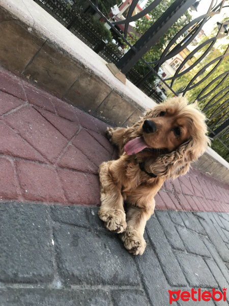 Amerikan Cocker Spaniel, Köpek  Ares fotoğrafı