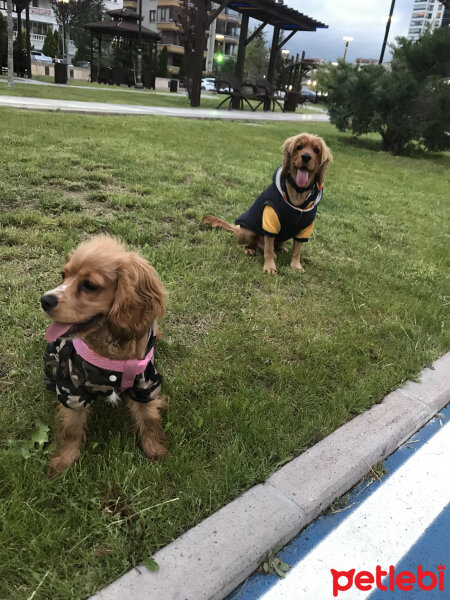 Amerikan Cocker Spaniel, Köpek  Ares fotoğrafı