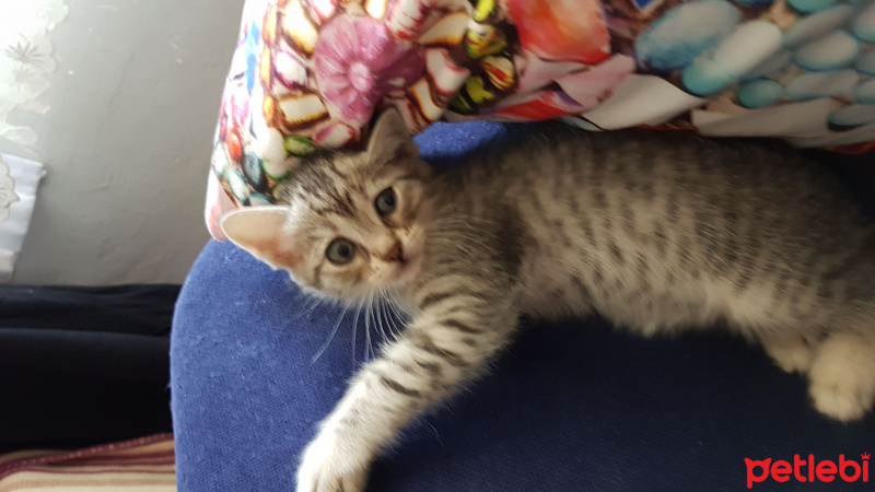 Himalayan, Kedi  Iki küçük kiz fotoğrafı
