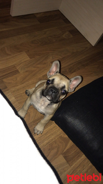 Fransız Bulldog, Köpek  dimple fotoğrafı