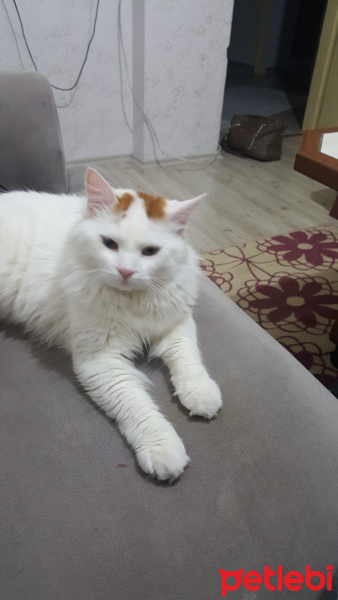 Tekir Kedi, Kedi  Tarçın fotoğrafı