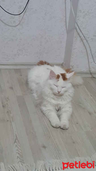 Tekir Kedi, Kedi  Tarçın fotoğrafı