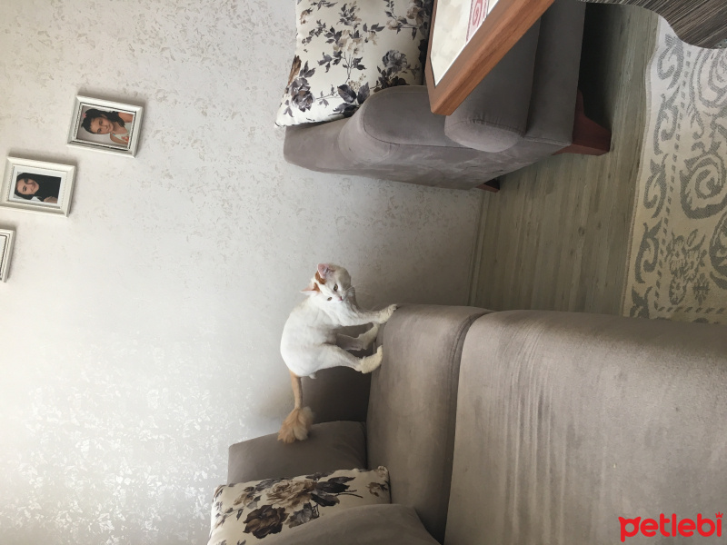 Tekir Kedi, Kedi  Tarçın fotoğrafı