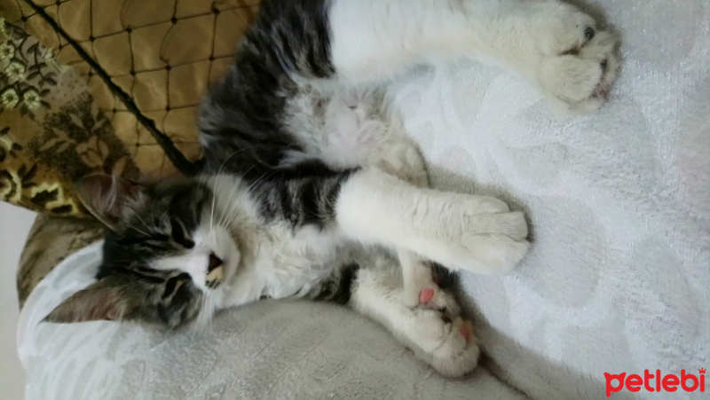 Tekir Kedi, Kedi  Kimsesiz fotoğrafı