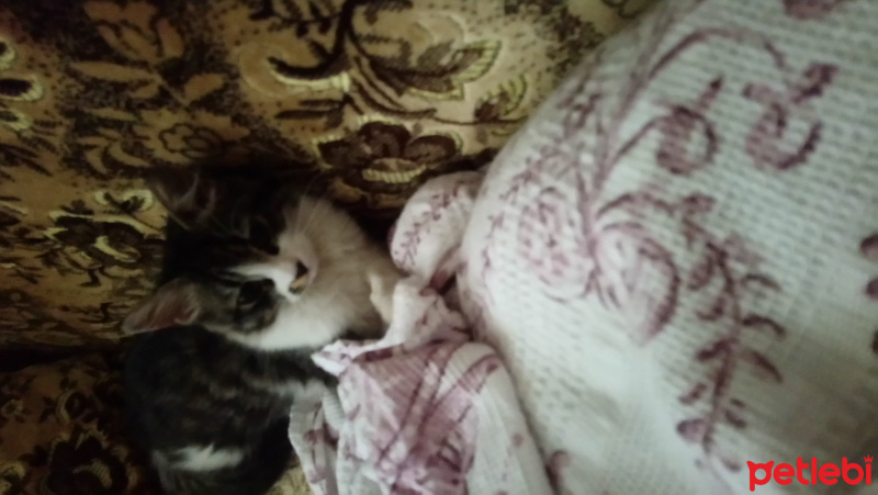 Tekir Kedi, Kedi  Kimsesiz fotoğrafı