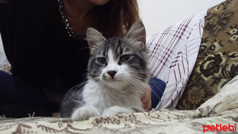 Tekir Kedi, Kedi  Kimsesiz fotoğrafı
