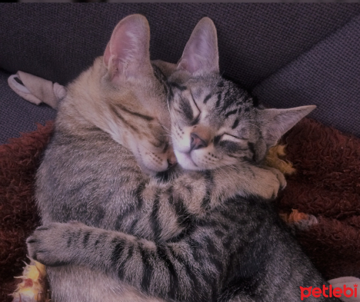 Tekir Kedi, Kedi  Prens ve Prenses fotoğrafı