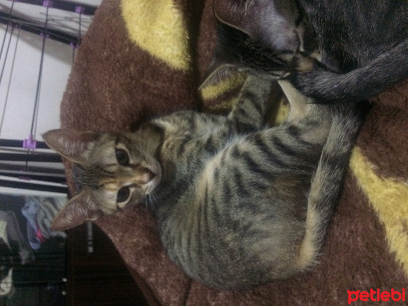Tekir Kedi, Kedi  Prens ve Prenses fotoğrafı