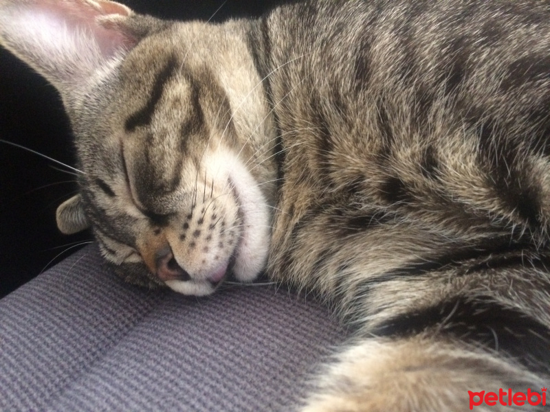 Tekir Kedi, Kedi  Prens ve Prenses fotoğrafı