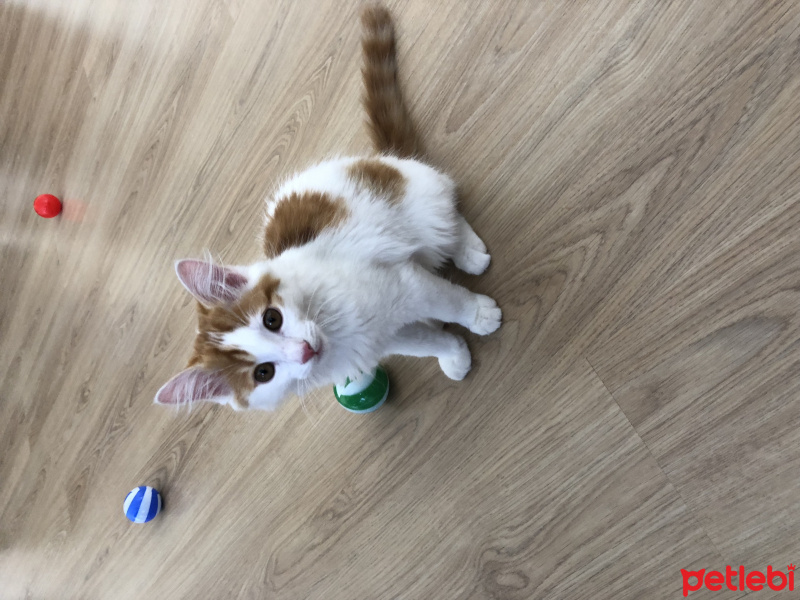 Tekir Kedi, Kedi  Mesi fotoğrafı