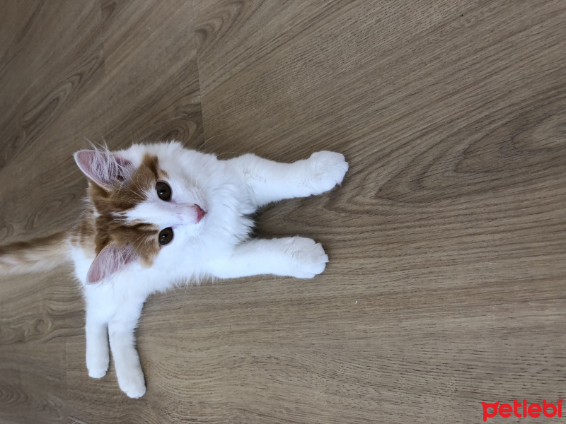 Tekir Kedi, Kedi  Mesi fotoğrafı