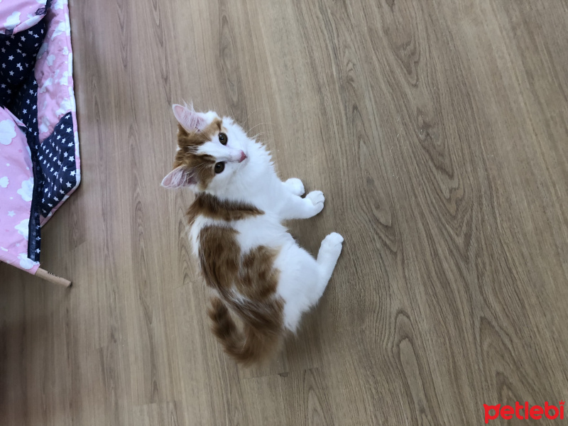 Tekir Kedi, Kedi  Mesi fotoğrafı