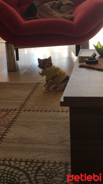 Soke, Kedi  Bisküvi fotoğrafı