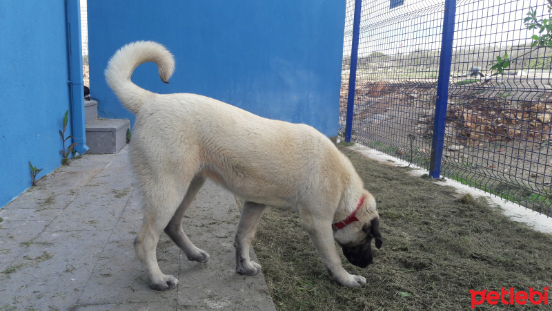 Kangal, Köpek  Samara fotoğrafı