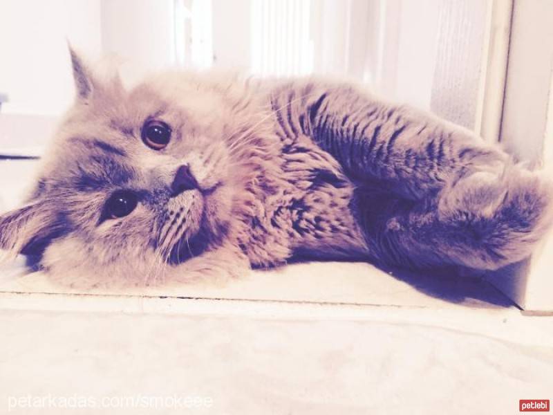 British Shorthair, Kedi  Smoke fotoğrafı