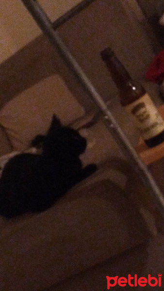 Soke, Kedi  Pamuk fotoğrafı