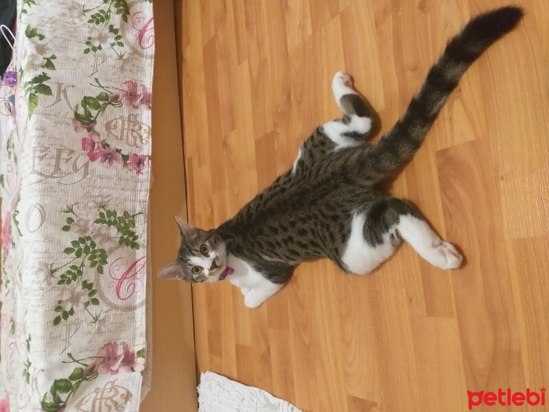 Tekir Kedi, Kedi  Lilly fotoğrafı