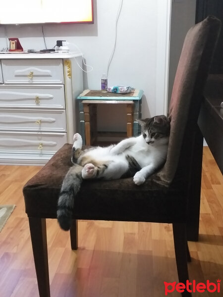 Tekir Kedi, Kedi  Lilly fotoğrafı