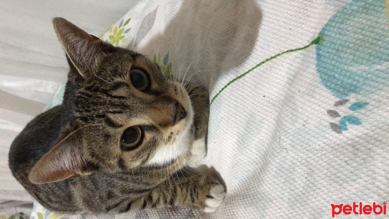 Tekir Kedi, Kedi  Duman fotoğrafı