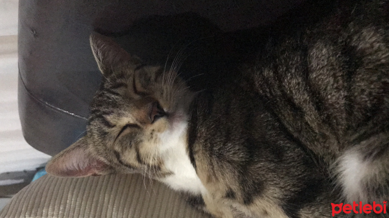 Tekir Kedi, Kedi  Duman fotoğrafı