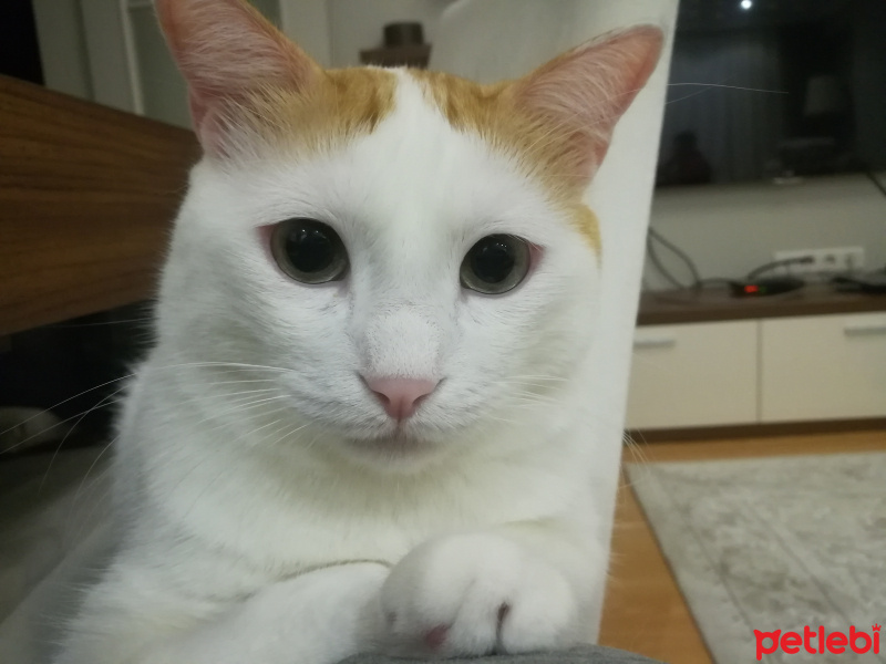 Tekir Kedi, Kedi  Şeker fotoğrafı