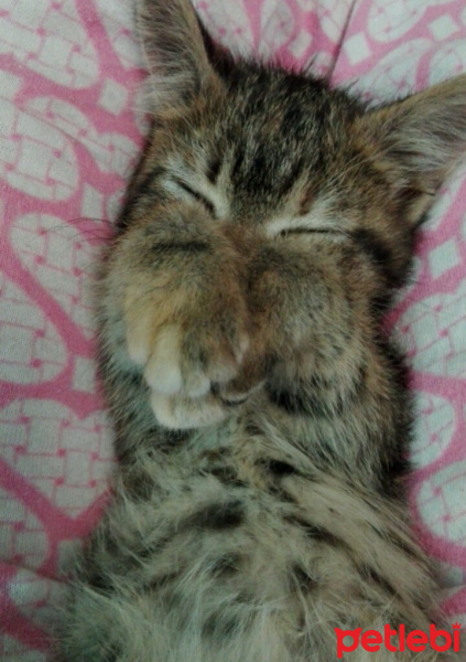 Tekir Kedi, Kedi  Şanslı fotoğrafı