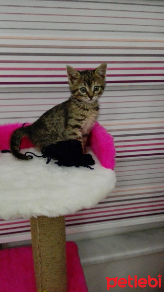 Tekir Kedi, Kedi  Şanslı fotoğrafı