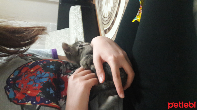 Tekir Kedi, Kedi  Duman fotoğrafı