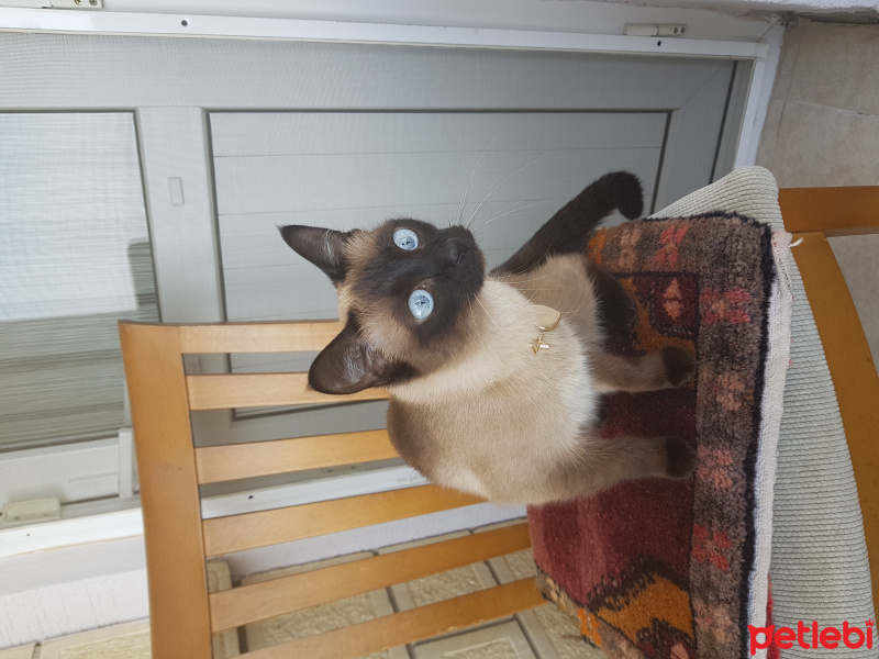 Siyam Kedisi, Kedi  Müjgan (müjü) fotoğrafı