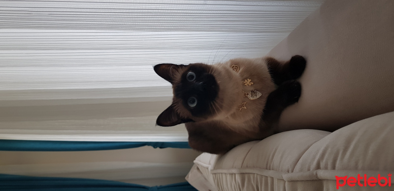 Siyam Kedisi, Kedi  Müjgan (müjü) fotoğrafı