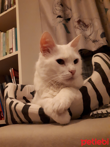 Ankara Kedisi, Kedi  pamuk fotoğrafı