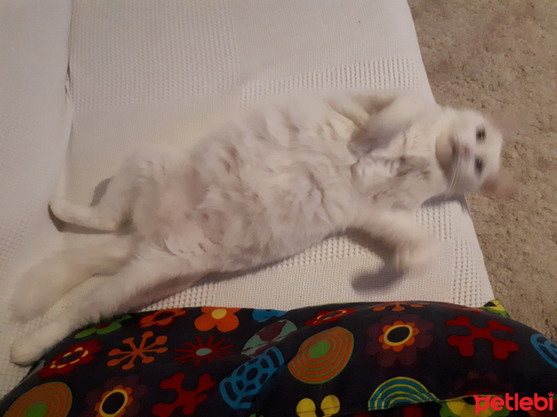 Ankara Kedisi, Kedi  pamuk fotoğrafı