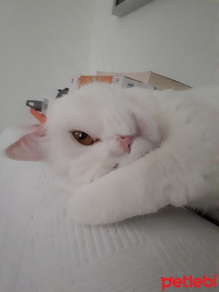 Ankara Kedisi, Kedi  pamuk fotoğrafı