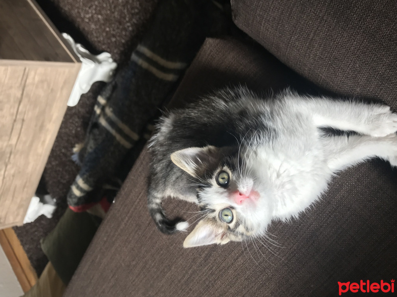 Tekir Kedi, Kedi  Boncuk gözlüm fotoğrafı