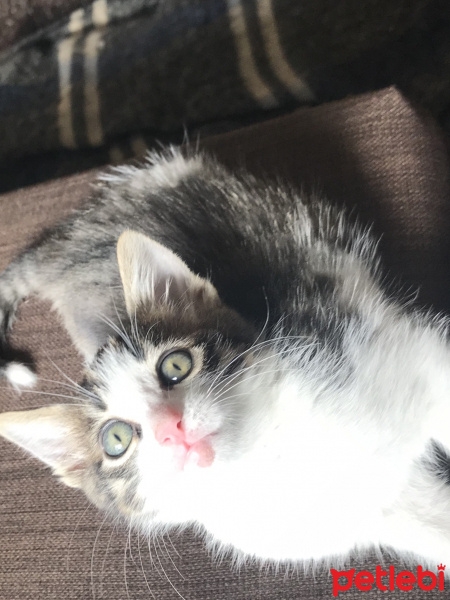 Tekir Kedi, Kedi  Boncuk gözlüm fotoğrafı