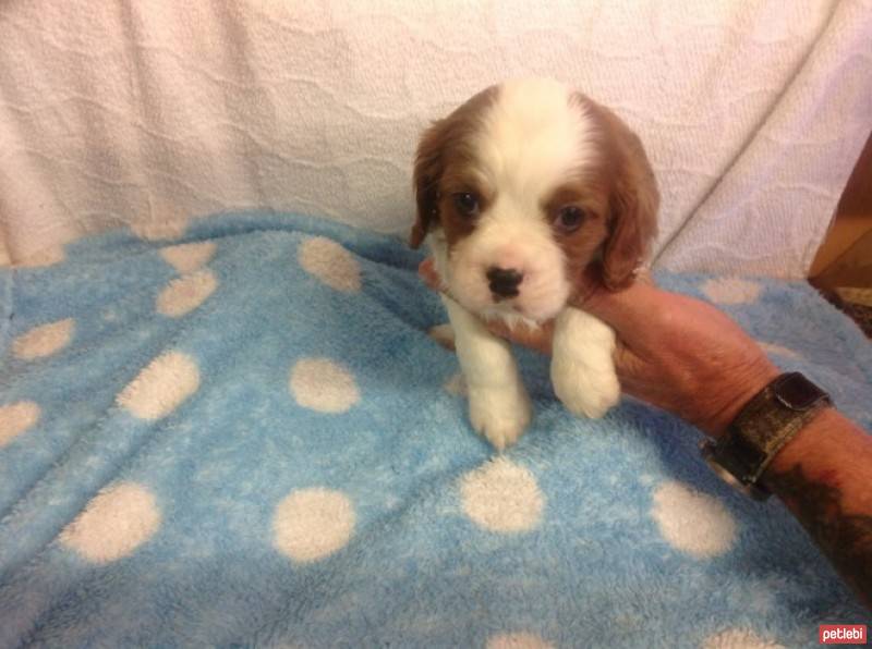 Cavalier King Charles Spanieli, Köpek  TETİ fotoğrafı