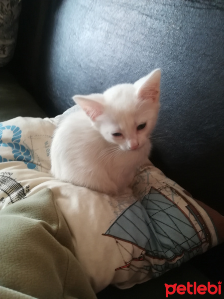 Van Kedisi, Kedi  Paris fotoğrafı