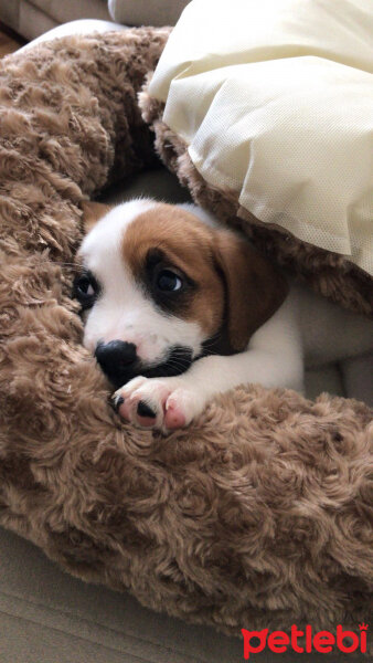 Boxer, Köpek  Vera fotoğrafı