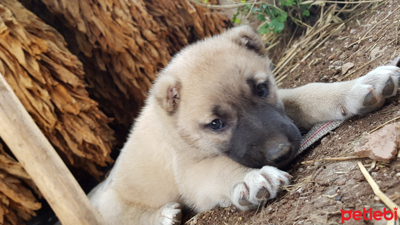 Kangal, Köpek  Zeus fotoğrafı
