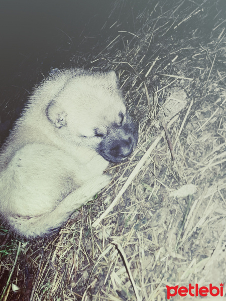 Kangal, Köpek  Zeus fotoğrafı
