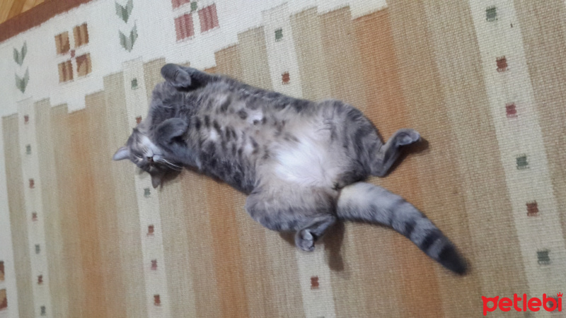 Tekir Kedi, Kedi  kontes fotoğrafı
