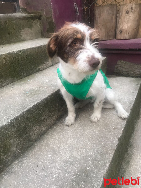 Petit Basset Griffon Vendien, Köpek  Misha fotoğrafı