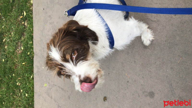 Petit Basset Griffon Vendien, Köpek  Misha fotoğrafı